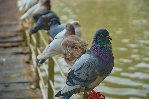 Wilde Taube, Vogel, Tiere, Taube