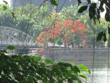 Verde, Frondă, Poinciana