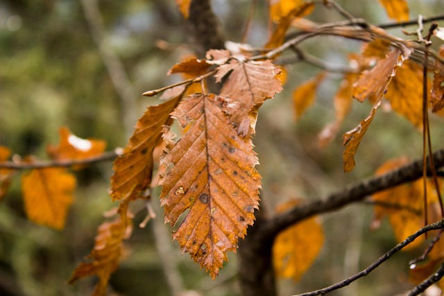 Free Leaf Autumn photo and picture