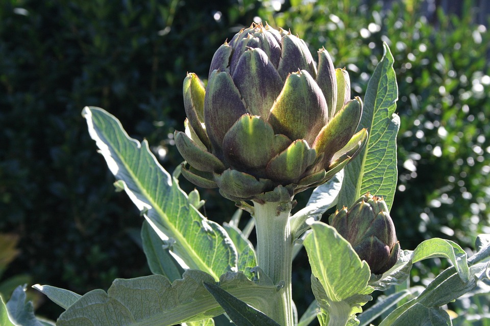 Artichaut Légume Plantes - Photo gratuite sur Pixabay