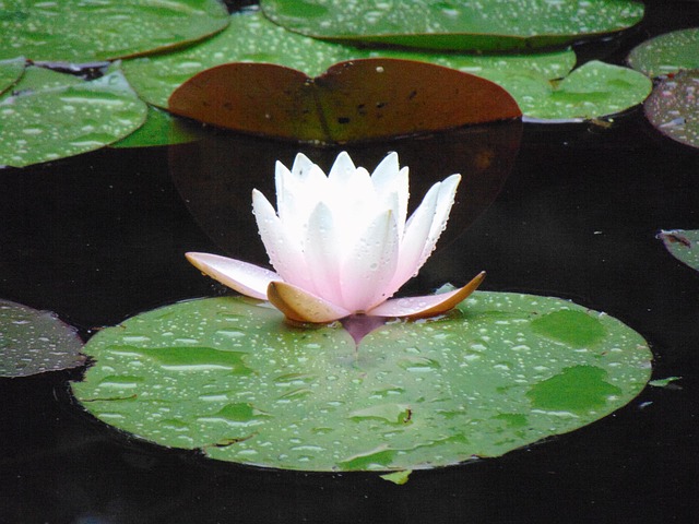 n-nuphar-plante-aquatique-fleur-photo-gratuite-sur-pixabay-pixabay