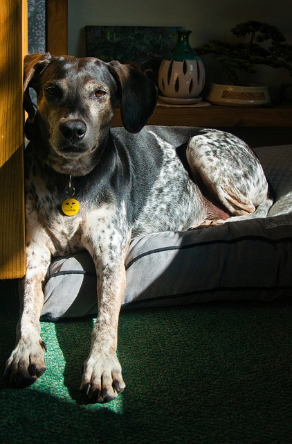 Free Dog Rescue photo and picture