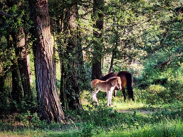 Free Exmoor Pony Foal photo and picture