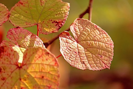 Free Leaves Foliage photo and picture