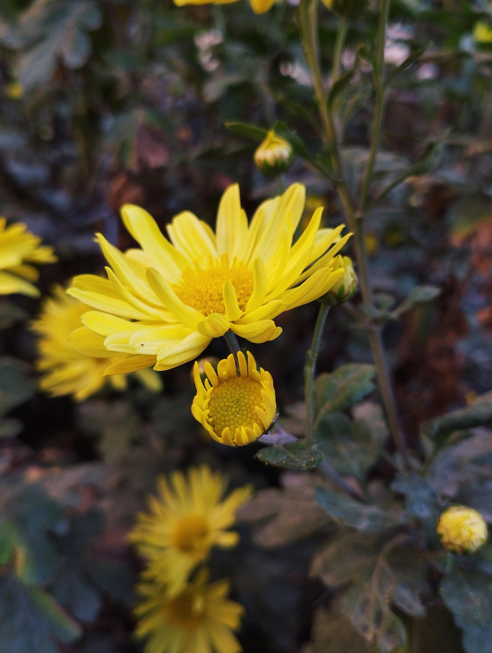 Chrysanthemum Indicum Flowers Free photo on Pixabay Pixabay