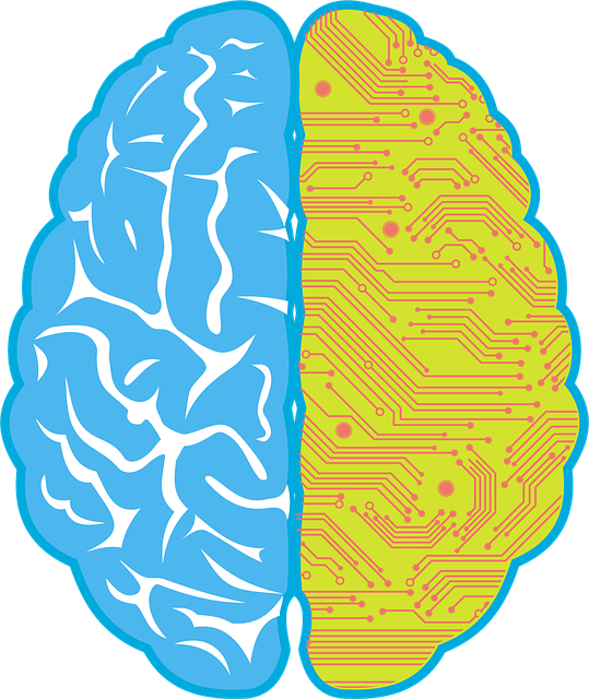 Free Brain Human vector and picture