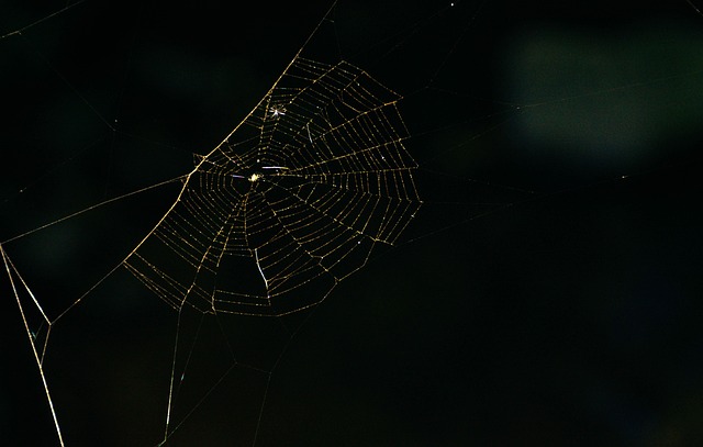 Edderkop, Web, Natur