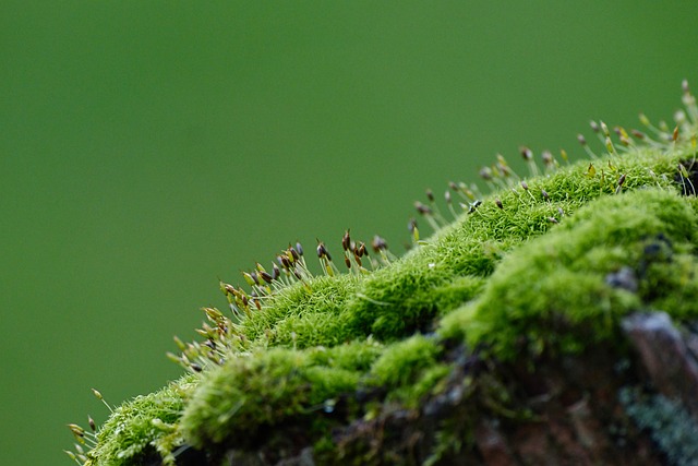 Free moss forest forest floor illustration