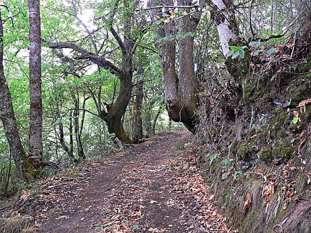 Free Bosque Sendero photo and picture