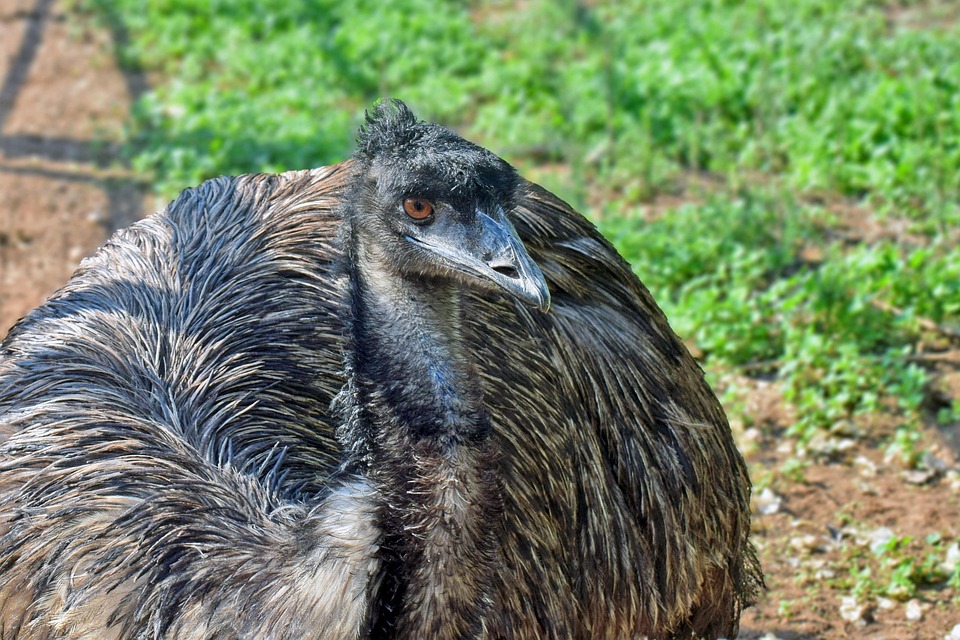 Bird Rhea Animal Free photo on Pixabay