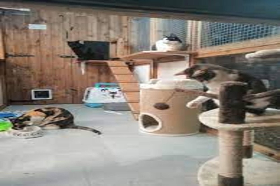 Luxury Cat Hotel Near Me Free photo on Pixabay Pixabay