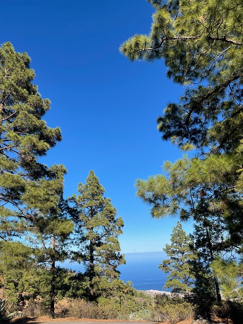 Pinus Canariensis, Kanariske Ø-Fyr