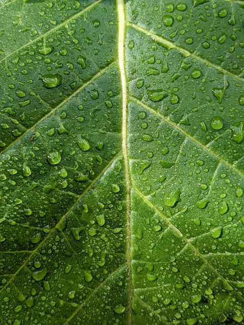 Download free HD stock image of Droplets Phone Wallpaper Free Droplets Phone Wallpaper photo and picture