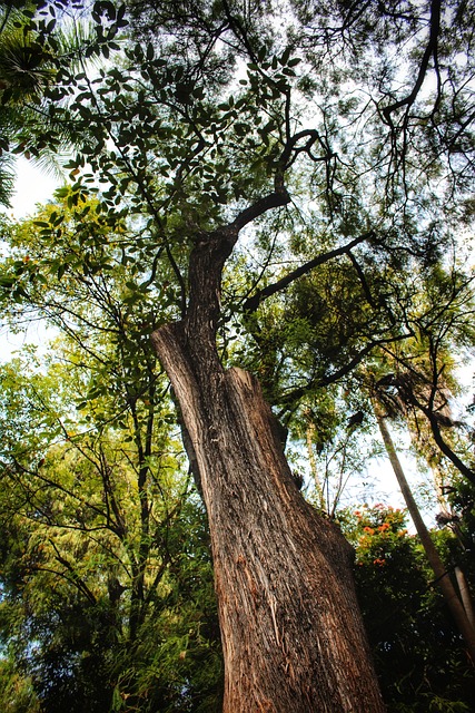 Baum, Wald, Flora, Herbst, Hintergrund