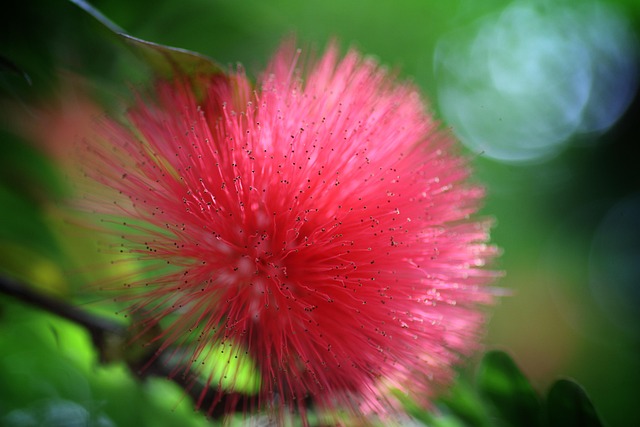 Flora, Pflanze, Hd-Hintergrund