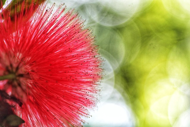 Flora, Pflanze, Hintergrund
