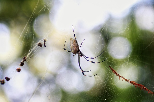 Spinne, Desktop-Hintergründe