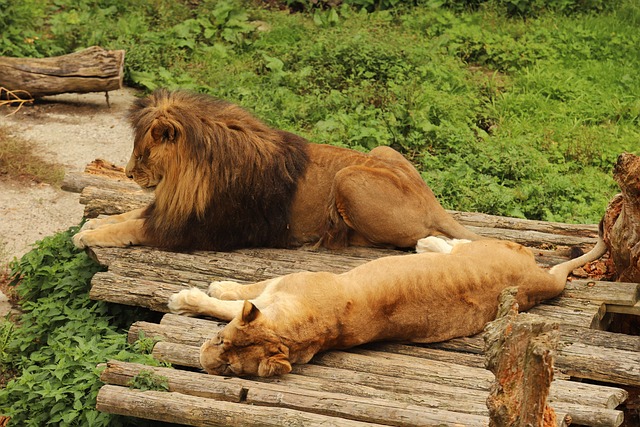 Free Lion Lioness photo and picture