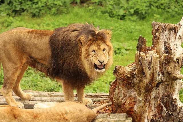 Free Lion Lioness photo and picture