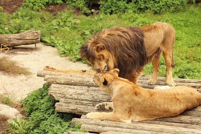 Free Lion Lioness photo and picture