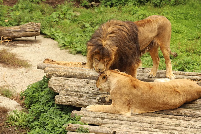 Free Lions Lioness photo and picture
