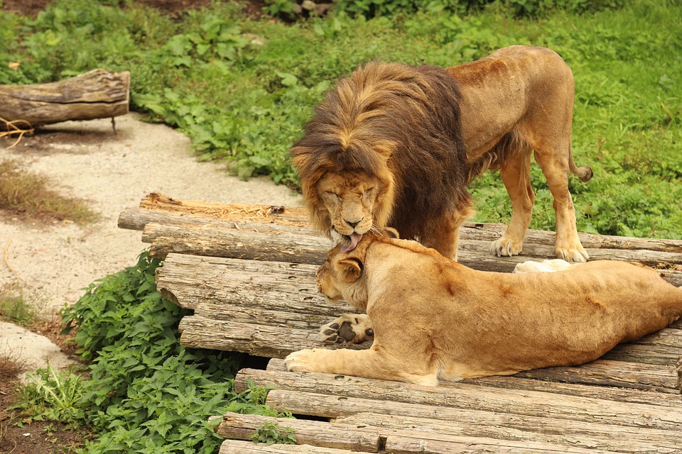 Leão Leoa Família Do - Foto gratuita no Pixabay