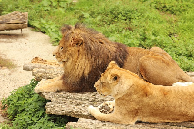 Free Lion Lioness photo and picture