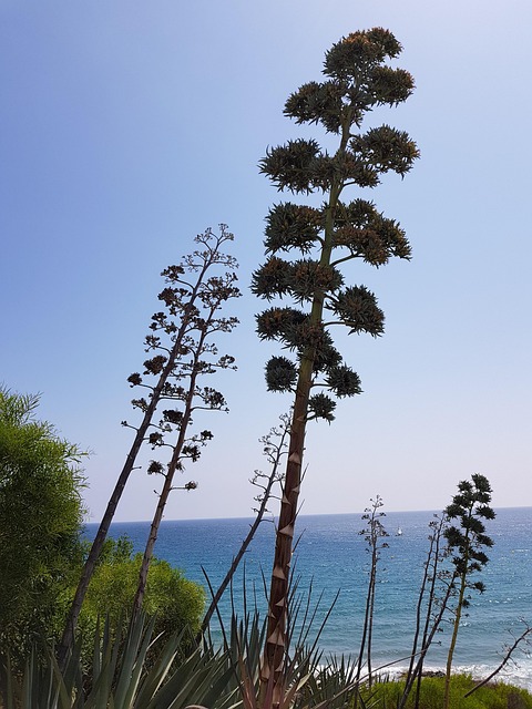 Free Almeria Andalusia photo and picture