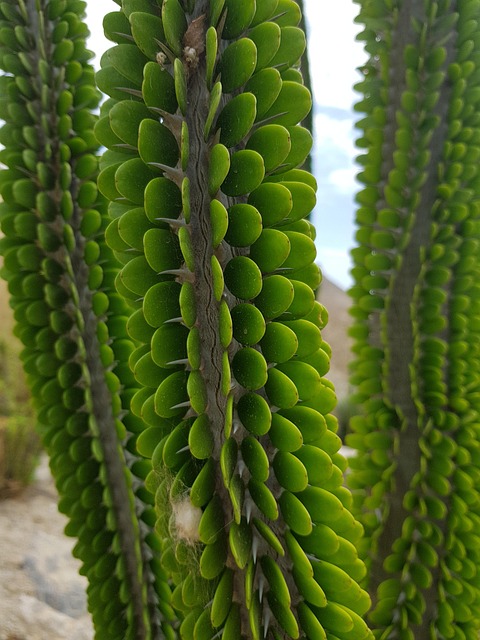 Free Almeria Cactus photo and picture