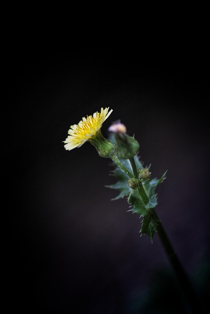 Löwenzahn, Flora, Blumentapete