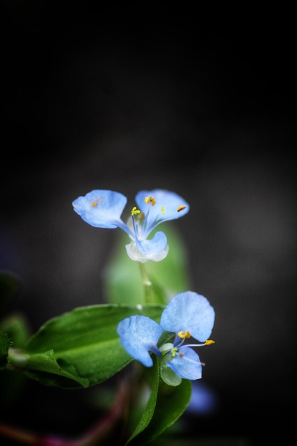 Blumen, Böden, Blütenblätter, Garten