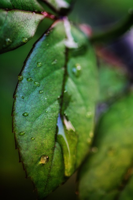 Natur, Blätter, Böden, Flora, Garten