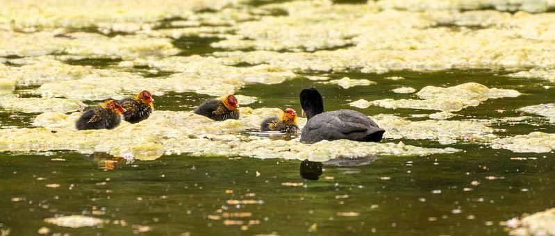 Vögel, Vogelkunde, Tierwelt, Lebensraum