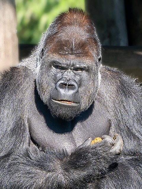 Gorilla, Zoo, Affe, Tiere