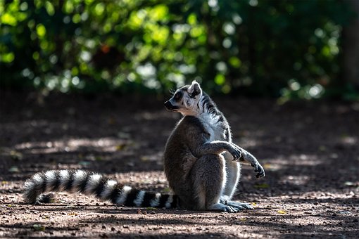 Affe, Lemur, Streifen, Pelz, Niedlich