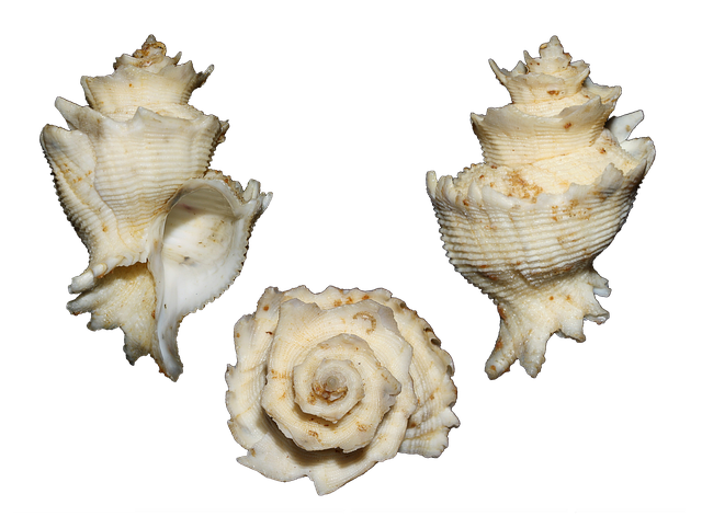 Free shells sea ocean illustration