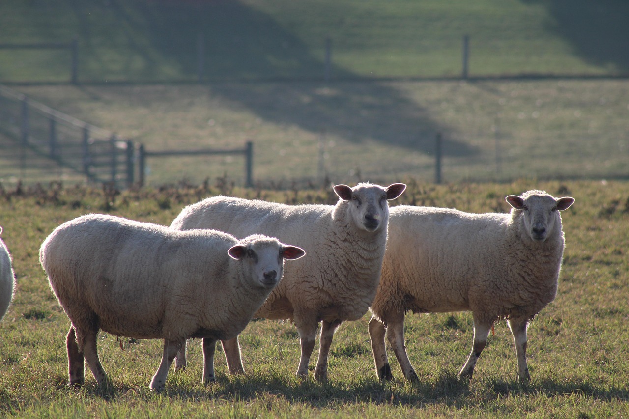 Sheep Animals Livestock - Free photo on Pixabay