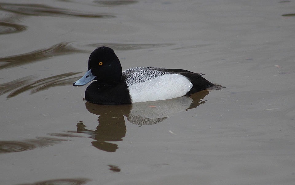 Ducks Bird Animal - Free photo on Pixabay