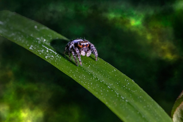 Zabre Insecte Spider Zebra Insect - Free photo on Pixabay - Pixabay