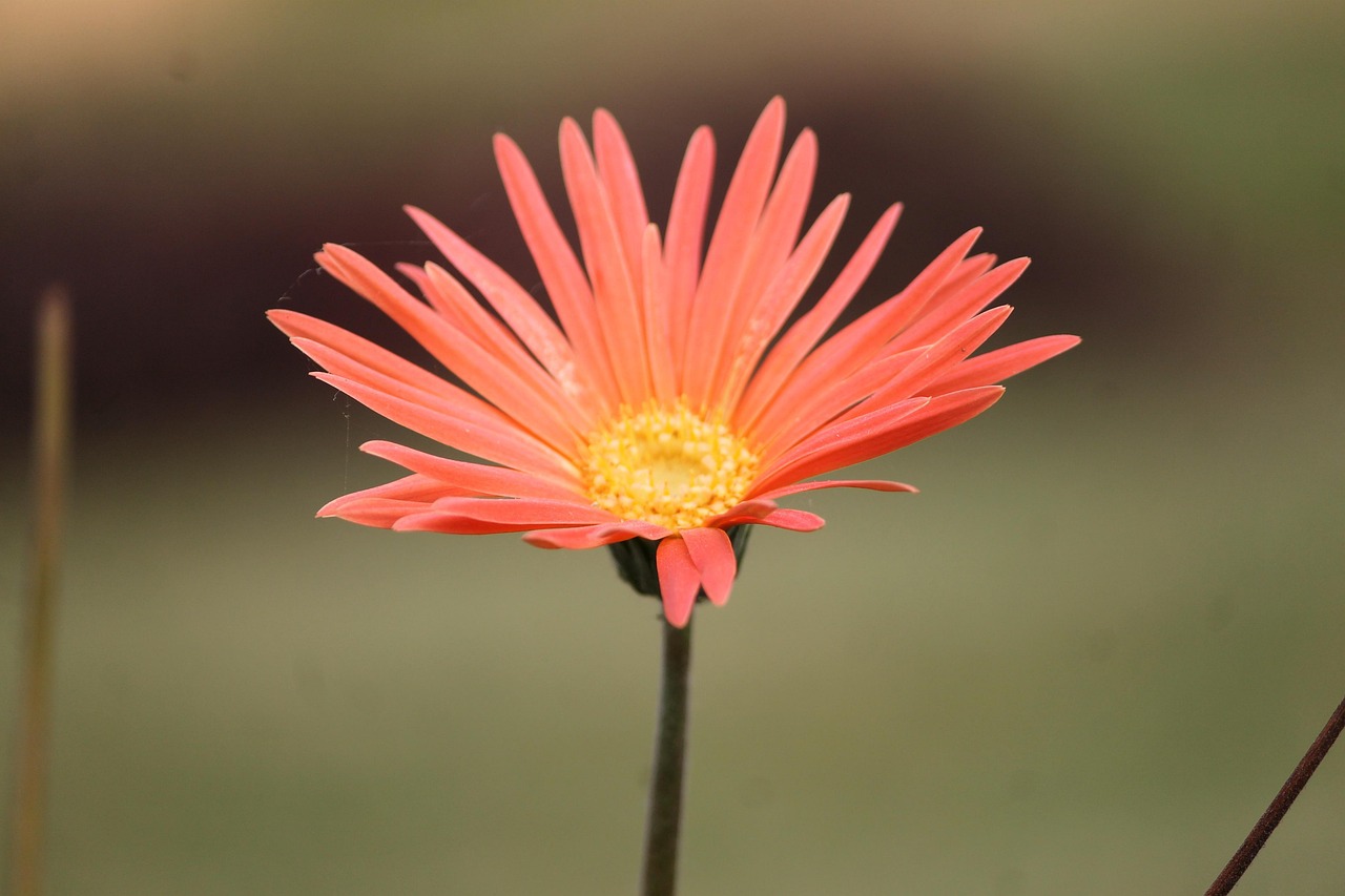 2+ Free Larimichthys Crocea & Flower Images - Pixabay