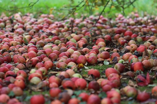 Äpfel, Obstgarten, Ernte, Garten
