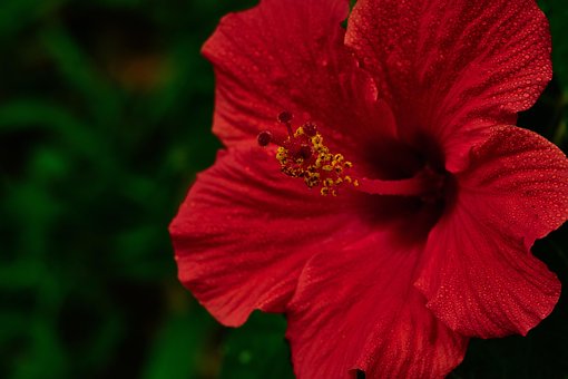 Blume, Blumen Hintergrund, Staubblätter
