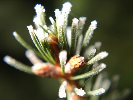 Vinter, Frossen, Kald, Natur, Fir, Hvit