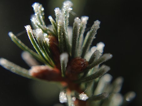 Vinter, Frossen, Kald, Natur, Fir, Hvit