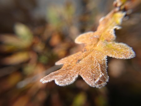 Invierno, Congelado, Frío, Naturaleza