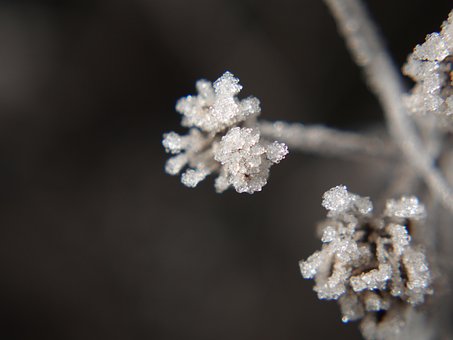 Invierno, Congelado, Frío, Naturaleza