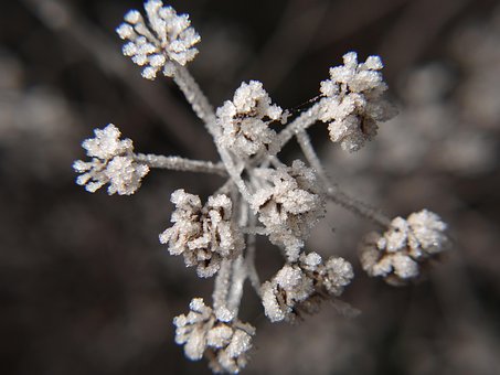 Invierno, Congelado, Frío, Naturaleza