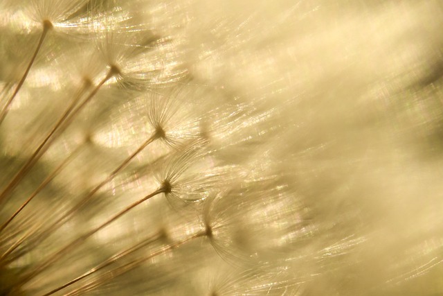 Free Dandelion Seeds photo and picture
