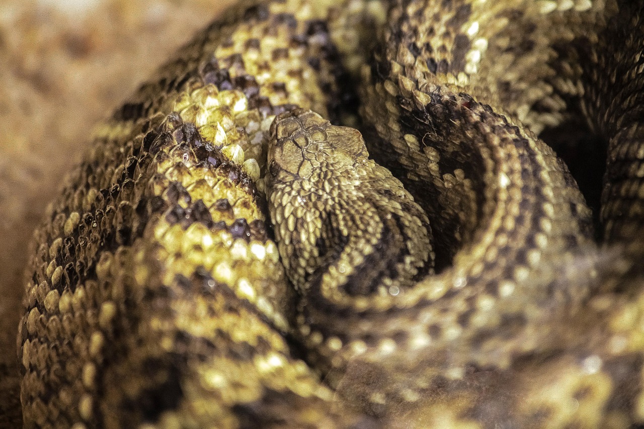 Snake - free online jigsaw puzzle photo