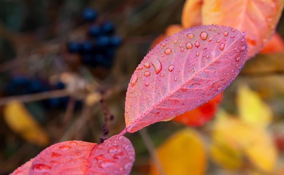 Plant Botany Foliage - Free photo on Pixabay - Pixabay